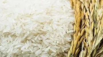 انهيار مفاجئ في سعر الأرز يوم 26 نوفمبر 2025 وتحديث الأسعار الجديدة